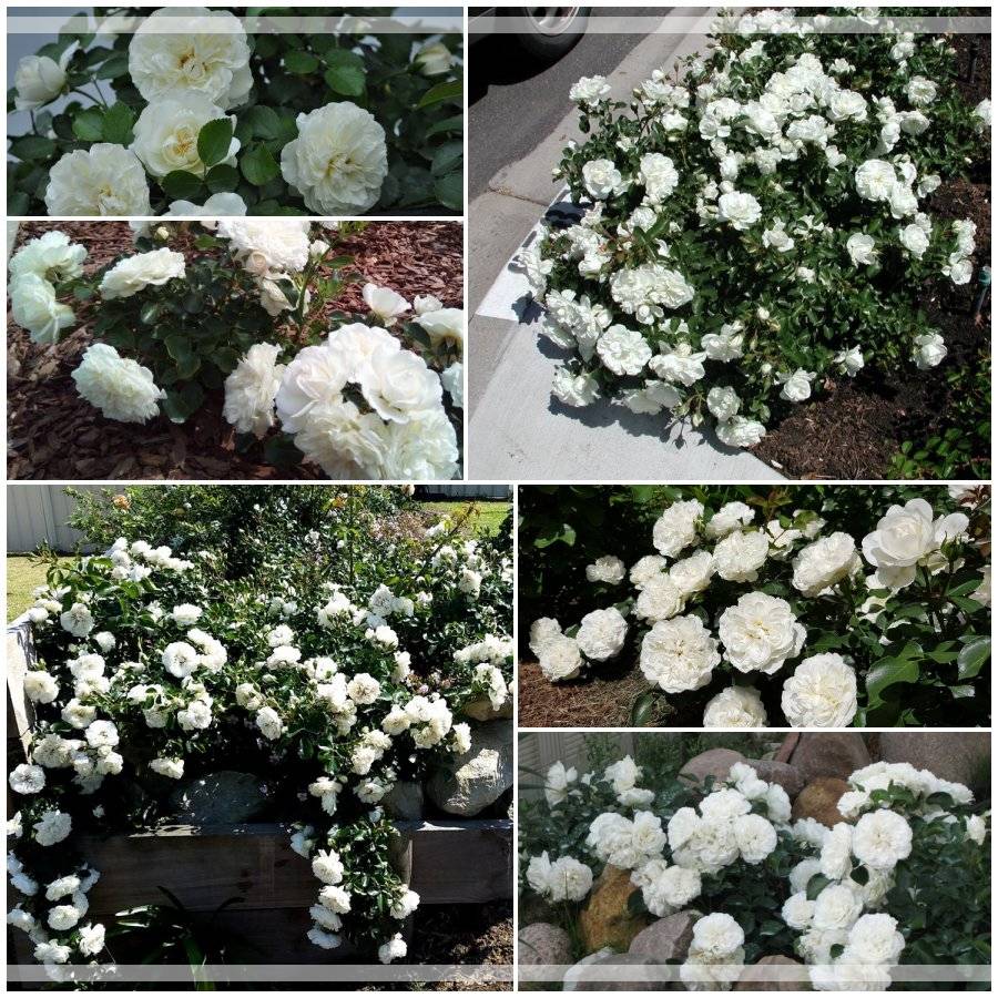 White Meidiland róże okrywowe